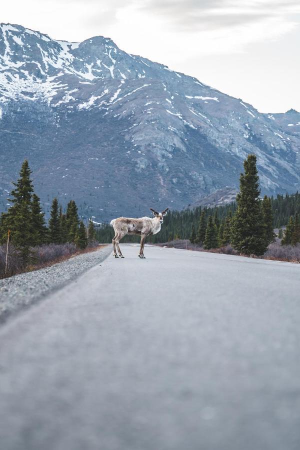 Denali Wild Stay - Moose Cabin, Free Wifi, 2 Private Bedrooms, Sleep 6 Healy Ngoại thất bức ảnh